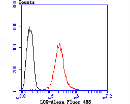 Flow cytometric analysis of LOX was done on Hela cells. The cells were fixed, permeabilized and stained with the primary antibody (ET1706-31, 1/50) (red). After incubation of the primary antibody at room temperature for an hour, the cells were stained with a Alexa Fluor®488 conjugate-Goat anti-Rabbit IgG Secondary antibody at 1/1,000 dilution for 30 minutes.Unlabelled sample was used as a control (cells without incubation with primary antibody; black).