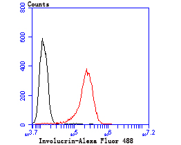 Flow cytometric analysis of A431 cells with Involucrin antibody at 1/50 dilution (red) compared with an unlabelled control (cells without incubation with primary antibody; black). Alexa Fluor 488-conjugated goat anti-rabbit IgG was used as the secondary antibody.
