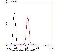 Flow cytometric analysis of Drosha was done on Jurkat cells. The cells were fixed, permeabilized and stained with the primary antibody (ET1706-34, 1/50) (red). After incubation of the primary antibody at room temperature for an hour, the cells were stained with a Alexa Fluor®488 conjugate-Goat anti-Rabbit IgG Secondary antibody at 1/1000 dilution for 30 minutes.Unlabelled sample was used as a control (cells without incubation with primary antibody; black).