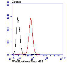 Flow cytometric analysis of K562 cells with WASL antibody at 1/100 dilution (red) compared with an unlabelled control (cells without incubation with primary antibody; black).