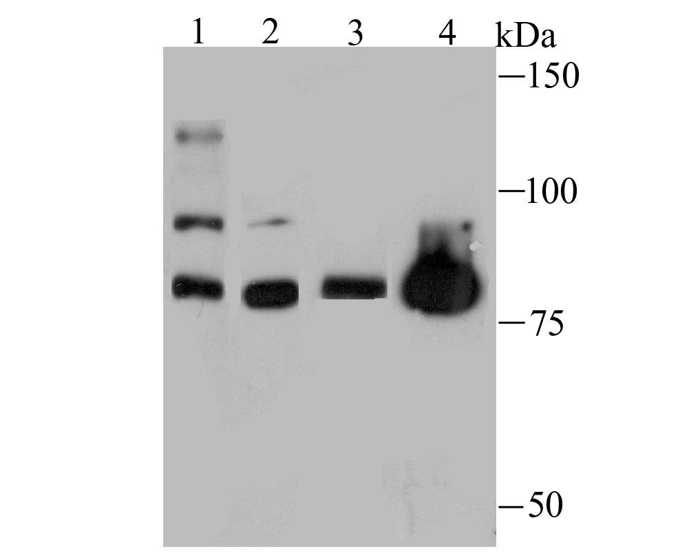 Western blot analysis of Nuclear Matrix Protein p84 on different lysates with Rabbit anti-Nuclear Matrix Protein p84 antibody (ET1706-52) at 1/500 dilution.<br />
  <br />
 Lane 1: Hela cell lysates<br />
 Lane 2: A431 cell lysates<br />
 Lane 3: Mouse skeletal muscle lysates(20 µg/Lane)<br />
 Lane 4: PC-12 cell lysates<br />
<br />
Lysates/proteins at 10 µg/Lane.<br />
<br />
Predicted band size: 76 kDa<br />
Observed band size: 76 kDa<br />
<br />
Exposure time: 2 minutes;<br />
<br />
8% SDS-PAGE gel.<br />
<br />
Proteins were transferred to a PVDF membrane and blocked with 5% NFDM/TBST for 1 hour at room temperature. The primary antibody (ET1706-52) at 1/500 dilution was used in 5% NFDM/TBST at room temperature for 2 hours. Goat Anti-Rabbit IgG - HRP Secondary Antibody (HA1001) at 200,000 dilution was used for 1 hour at room temperature.