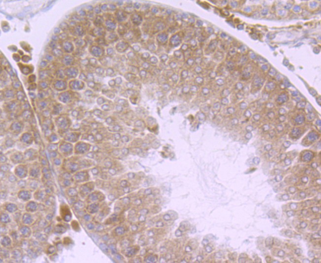 Immunohistochemical analysis of paraffin-embedded rat testis tissue using anti-Nuclear Matrix Protein p84 antibody. Counter stained with hematoxylin.