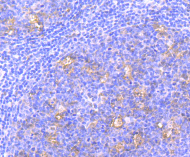 Immunohistochemical analysis of paraffin-embedded human tonsil tissue using anti-Nuclear Matrix Protein p84 antibody. Counter stained with hematoxylin.