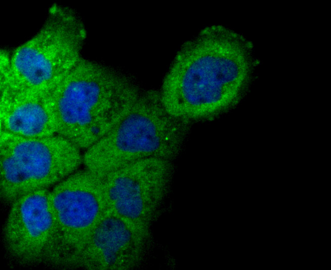 ICC staining of NCK1 in A431 cells (green). Formalin fixed cells were permeabilized with 0.1% Triton X-100 in TBS for 10 minutes at room temperature and blocked with 10% negative goat serum for 15 minutes at room temperature. Cells were probed with the primary antibody (ET7106-57, 1/50) for 1 hour at room temperature, washed with PBS. Alexa Fluor®488 conjugate-Goat anti-Rabbit IgG was used as the secondary antibody at 1/1,000 dilution. The nuclear counter stain is DAPI (blue).