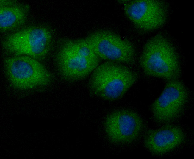 ICC staining of NCK1 in HUVEC cells (green). Formalin fixed cells were permeabilized with 0.1% Triton X-100 in TBS for 10 minutes at room temperature and blocked with 10% negative goat serum for 15 minutes at room temperature. Cells were probed with the primary antibody (ET7106-57, 1/50) for 1 hour at room temperature, washed with PBS. Alexa Fluor®488 conjugate-Goat anti-Rabbit IgG was used as the secondary antibody at 1/1,000 dilution. The nuclear counter stain is DAPI (blue).