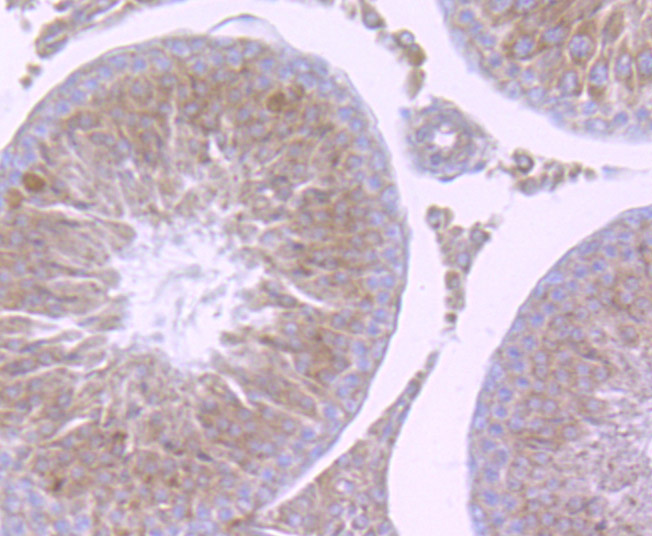 Immunohistochemical analysis of paraffin-embedded rat testis tissue using anti-NCK1 antibody. The section was pre-treated using heat mediated antigen retrieval with Tris-EDTA buffer (pH 9.0) for 20 minutes.The tissues were blocked in 1% BSA for 30 minutes at room temperature, washed with ddH2O and PBS, and then probed with the primary antibody (ET7106-57, 1/50) for 30 minutes at room temperature. The detection was performed using an HRP conjugated compact polymer system. DAB was used as the chromogen. Tissues were counterstained with hematoxylin and mounted with DPX.
