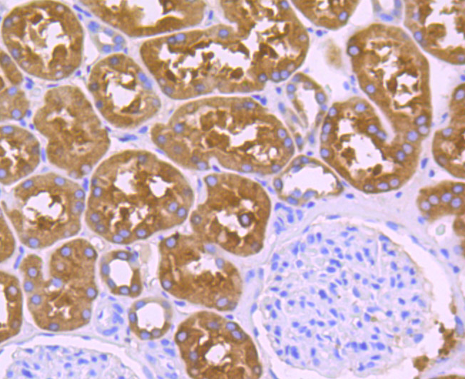 Immunohistochemical analysis of paraffin-embedded human kidney tissue using anti-ALDH1L1 antibody. Counter stained with hematoxylin.
