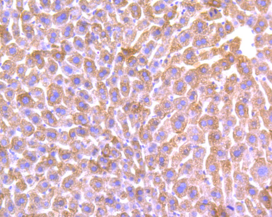 Immunohistochemical analysis of paraffin-embedded mouse liver tissue using anti-ALDH1L1 antibody. Counter stained with hematoxylin.