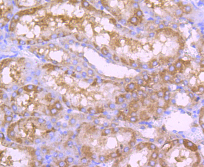 Immunohistochemical analysis of paraffin-embedded rat kidney tissue using anti-ALDH1L1 antibody. Counter stained with hematoxylin.