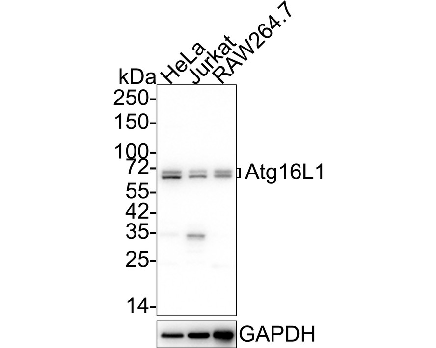 Western blot analysis of Atg16L1 on Hela and PC-12 cell lysates. Proteins were transferred to a PVDF membrane and blocked with 5% BSA in PBS for 1 hour at room temperature. The primary antibody (ET7106-65, 1/500) was used in 5% BSA at room temperature for 2 hours. Goat Anti-Rabbit IgG - HRP Secondary Antibody (HA1001) at 1:5,000 dilution was used for 1 hour at room temperature.