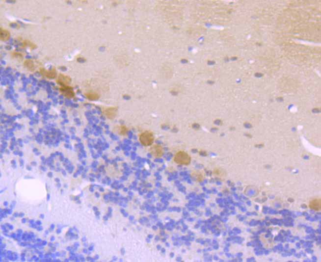 Immunohistochemical analysis of paraffin-embedded mouse cerebellum tissue using anti-CSNK2B antibody. Counter stained with hematoxylin.