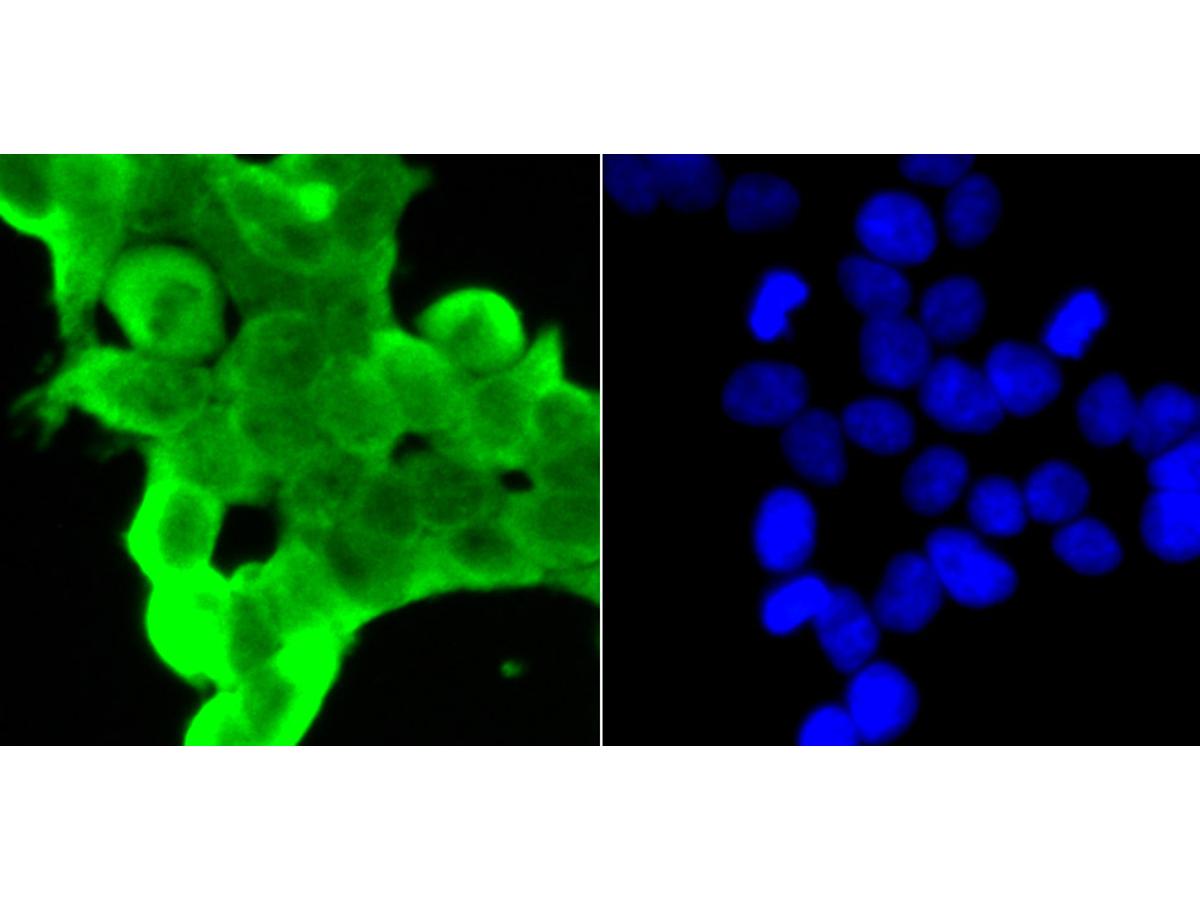 ICC staining of GLO1 in 293T cells (green). Formalin fixed cells were permeabilized with 0.1% Triton X-100 in TBS for 10 minutes at room temperature and blocked with 1% Blocker BSA for 15 minutes at room temperature. Cells were probed with the primary antibody (ET7106-68, 1/50) for 1 hour at room temperature, washed with PBS. Alexa Fluor®488 Goat anti-Rabbit IgG was used as the secondary antibody at 1/1,000 dilution. The nuclear counter stain is DAPI (blue).