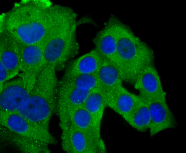ICC staining GAB1 in MCF-7 cells (green). The nuclear counter stain is DAPI (blue). Cells were fixed in paraformaldehyde, permeabilised with 0.25% Triton X100/PBS.