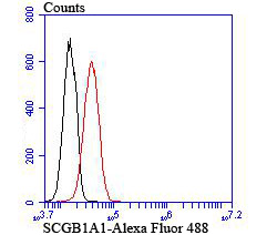 Flow cytometric analysis of SCGB1A1 was done on A549 cells. The cells were fixed, permeabilized and stained with the primary antibody (ET7106-71, 1/50) (red). After incubation of the primary antibody at room temperature for an hour, the cells were stained with a Alexa Fluor 488-conjugated Goat anti-Rabbit IgG Secondary antibody at 1/1,000 dilution for 30 minutes.Unlabelled sample was used as a control (cells without incubation with primary antibody; black).