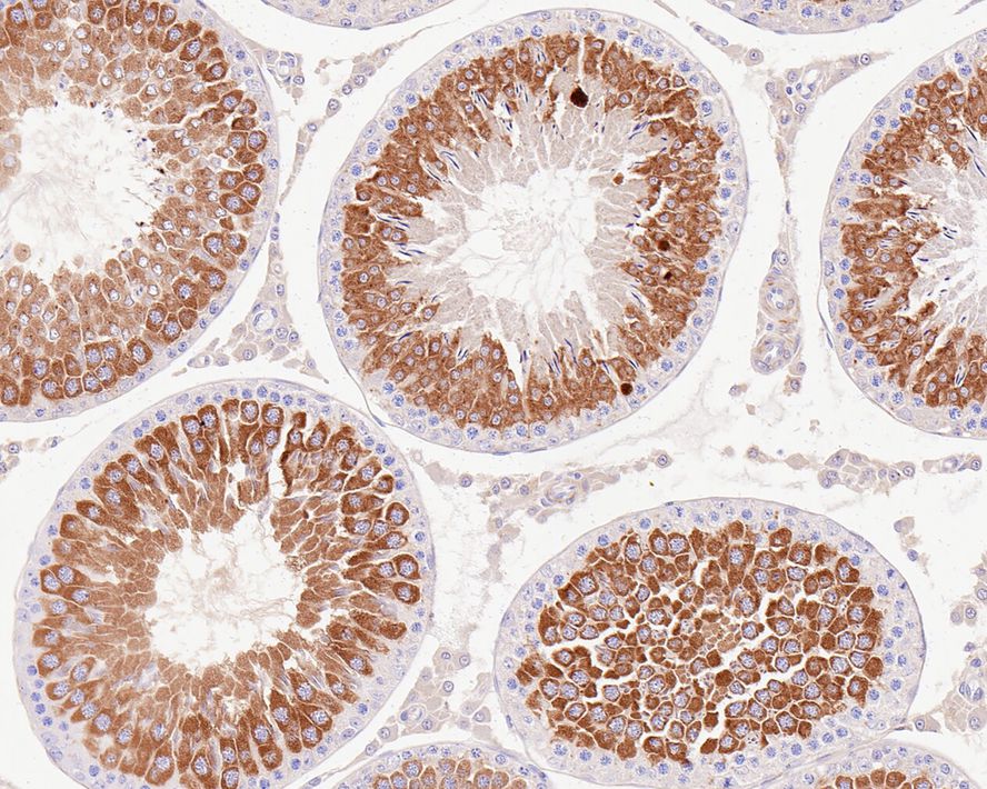 Immunohistochemical analysis of paraffin-embedded rat testis tissue using anti-PIWIL1 antibody. Counter stained with hematoxylin.