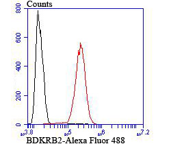Flow cytometric analysis of SH-SY5Y cells with BDKRB2 antibody at 1/100 dilution (red) compared with an unlabelled control (cells without incubation with primary antibody; black).