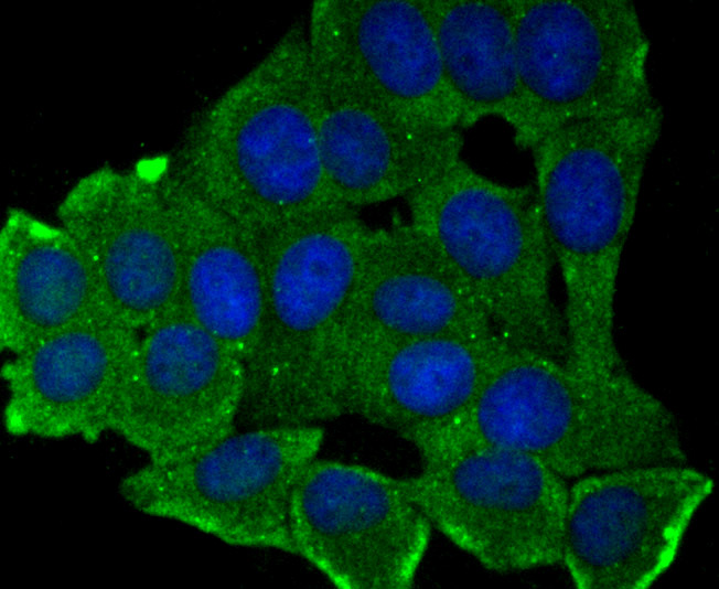 ICC staining of MMP17 in MCF-7 cells (green). Formalin fixed cells were permeabilized with 0.1% Triton X-100 in TBS for 10 minutes at room temperature and blocked with 10% negative goat serum for 15 minutes at room temperature. Cells were probed with the primary antibody (ET7106-84, 1/50) for 1 hour at room temperature, washed with PBS. Alexa Fluor®488 conjugate-Goat anti-Rabbit IgG was used as the secondary antibody at 1/1,000 dilution. The nuclear counter stain is DAPI (blue).