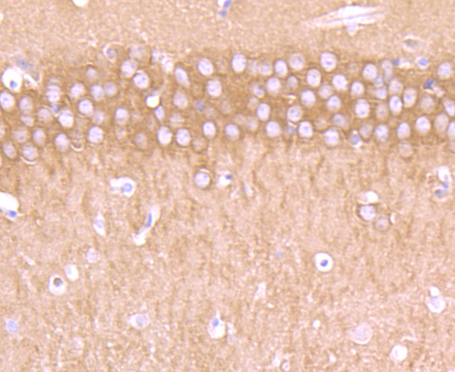 Immunohistochemical analysis of paraffin-embedded mouse brain tissue using anti-CRMP1 antibody. Counter stained with hematoxylin.