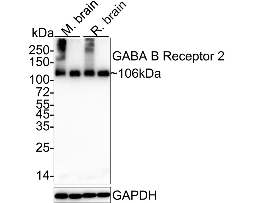 Western blot analysis of GABA B Receptor 2 on mouse cerebellum tissue lysate using anti- GABA B Receptor 2 antibody at 1/500 dilution.
