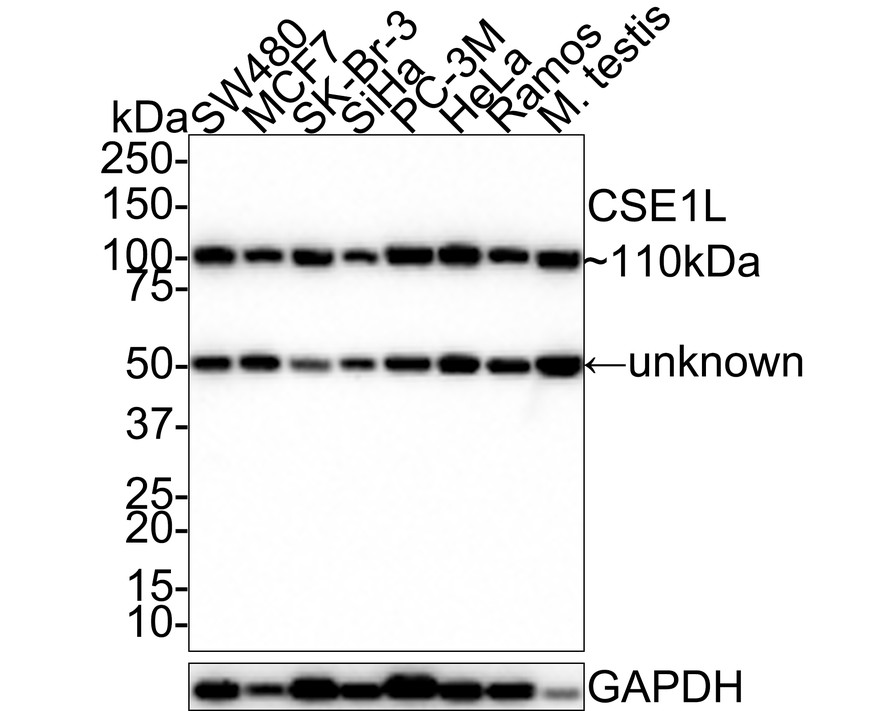 Western blot analysis of Cellular Apoptosis Susceptibility on different lysates with Rabbit anti-Cellular Apoptosis Susceptibility antibody (ET7106-90) at 1/1,000 dilution.<br />
<br />
Lane 1: SW480 cell lysate (20 µg/Lane)<br />
Lane 2: MCF7 cell lysate (20 µg/Lane)<br />
Lane 3: SK-Br-3 cell lysate (20 µg/Lane)<br />
Lane 4: SiHa cell lysate (20 µg/Lane)<br />
Lane 5: PC-3M cell lysate (20 µg/Lane)<br />
Lane 6: HeLa cell lysate (20 µg/Lane)<br />
Lane 7: Ramos cell lysate (20 µg/Lane)<br />
Lane 8: Mouse testis tissue lysate (40 µg/Lane)<br />
<br />
Predicted band size: 110 kDa<br />
Observed band size: 110/50 kDa<br />
<br />
Exposure time: 30 seconds;<br />
<br />
4-20% SDS-PAGE gel.<br />
<br />
Proteins were transferred to a PVDF membrane and blocked with 5% NFDM/TBST for 1 hour at room temperature. The primary antibody (ET7106-90) at 1/1,000 dilution was used in 5% NFDM/TBST at room temperature for 2 hours. Goat Anti-Rabbit IgG - HRP Secondary Antibody (HA1001) at 1:100,000 dilution was used for 1 hour at room temperature.