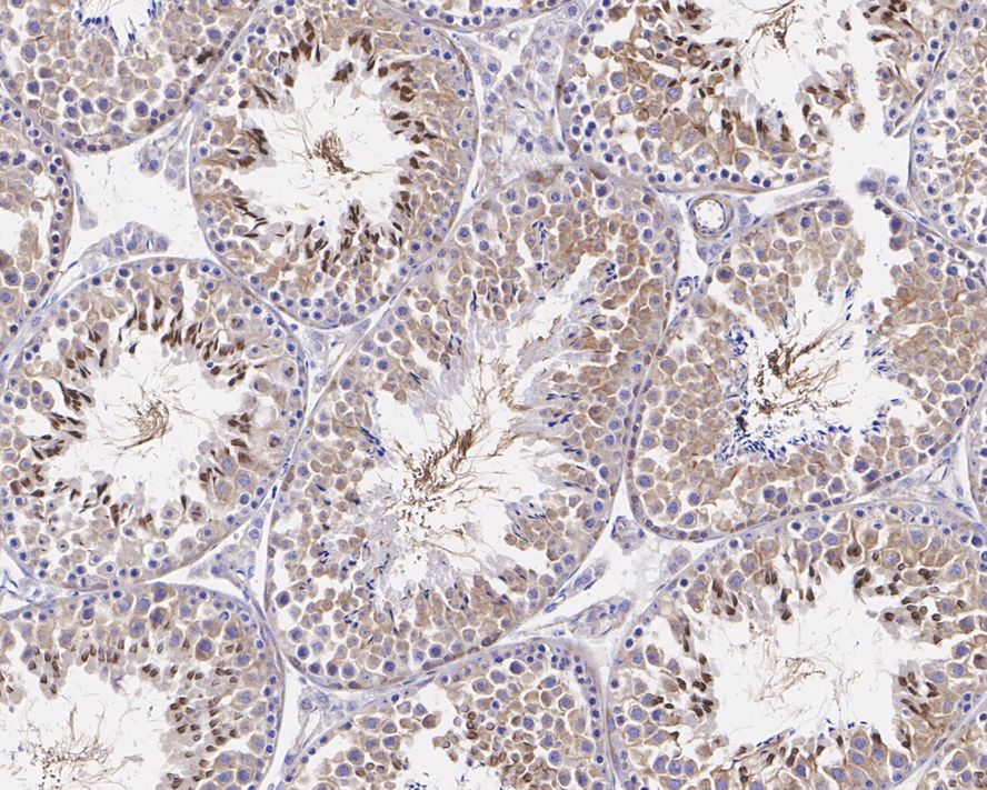 Immunohistochemical analysis of paraffin-embedded mouse testis tissue with Rabbit anti-Cellular Apoptosis Susceptibility antibody (ET7106-90) at 1/1,000 dilution.<br />
<br />
The section was pre-treated using heat mediated antigen retrieval with sodium citrate buffer (pH 6.0) for 2 minutes. The tissues were blocked in 1% BSA for 20 minutes at room temperature, washed with ddH2O and PBS, and then probed with the primary antibody (ET7106-90) at 1/1,000 dilution for 1 hour at room temperature. The detection was performed using an HRP conjugated compact polymer system. DAB was used as the chromogen. Tissues were counterstained with hematoxylin and mounted with DPX.