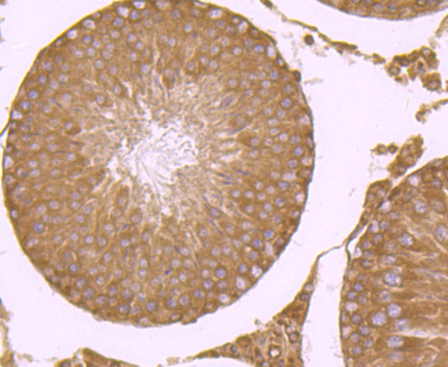 Immunohistochemical analysis of paraffin-embedded rat testis tissue using anti-RPS19 antibody. Counter stained with hematoxylin.