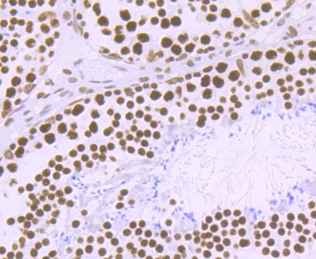 Immunohistochemical analysis of paraffin-embedded mouse testis tissue using anti-Matrin 3 antibody. The section was pre-treated using heat mediated antigen retrieval with Tris-EDTA buffer (pH 8.0-8.4) for 20 minutes.The tissues were blocked in 5% BSA for 30 minutes at room temperature, washed with ddH2O and PBS, and then probed with the primary antibody (ET7106-95, 1/50) for 30 minutes at room temperature. The detection was performed using an HRP conjugated compact polymer system. DAB was used as the chromogen. Tissues were counterstained with hematoxylin and mounted with DPX.