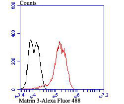Flow cytometric analysis of Matrin 3 was done on LOVO cells. The cells were fixed, permeabilized and stained with the primary antibody (ET7106-95, 1/50) (red). After incubation of the primary antibody at room temperature for an hour, the cells were stained with a Alexa Fluor 488-conjugated Goat anti-Rabbit IgG Secondary antibody at 1/1000 dilution for 30 minutes.Unlabelled sample was used as a control (cells without incubation with primary antibody; black).