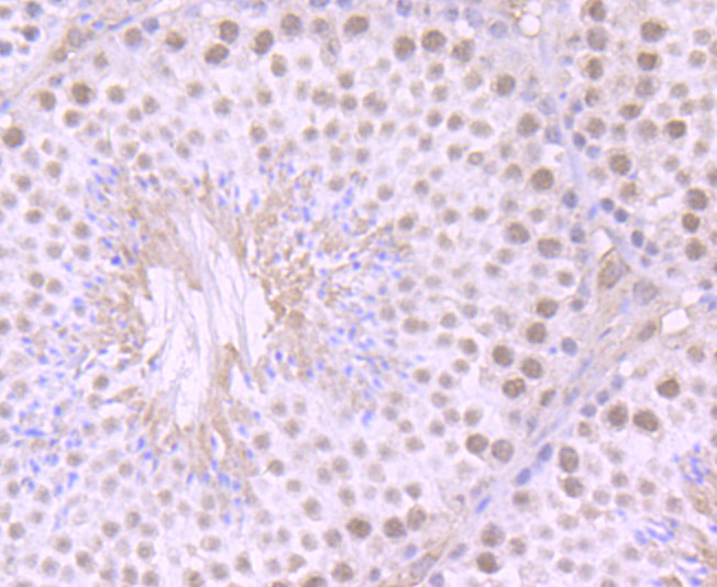 Immunohistochemical analysis of paraffin-embedded mouse testis tissue using anti-ILF2 antibody. The section was pre-treated using heat mediated antigen retrieval with Tris-EDTA buffer (pH 9.0) for 20 minutes.The tissues were blocked in 1% BSA for 30 minutes at room temperature, washed with ddH2O and PBS, and then probed with the primary antibody (ET7106-96, 1/50) for 30 minutes at room temperature. The detection was performed using an HRP conjugated compact polymer system. DAB was used as the chromogen. Tissues were counterstained with hematoxylin and mounted with DPX.