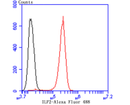 Flow cytometric analysis of ILF2 was done on SH-SY5Y cells. The cells were fixed, permeabilized and stained with the primary antibody (ET7106-96, 1/50) (red). After incubation of the primary antibody at room temperature for an hour, the cells were stained with a Alexa Fluor®488 conjugate-Goat anti-Rabbit IgG Secondary antibody at 1/1,000 dilution for 30 minutes.Unlabelled sample was used as a control (cells without incubation with primary antibody; black).