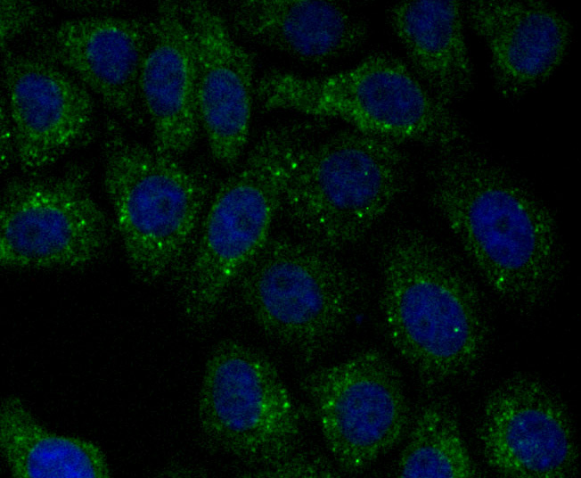 ICC staining of PSME1 in HepG2 cells (green). Formalin fixed cells were permeabilized with 0.1% Triton X-100 in TBS for 10 minutes at room temperature and blocked with 10% negative goat serum for 15 minutes at room temperature. Cells were probed with the primary antibody (ET7106-98, 1/50) for 1 hour at room temperature, washed with PBS. Alexa Fluor®488 conjugate-Goat anti-Rabbit IgG was used as the secondary antibody at 1/1,000 dilution. The nuclear counter stain is DAPI (blue).