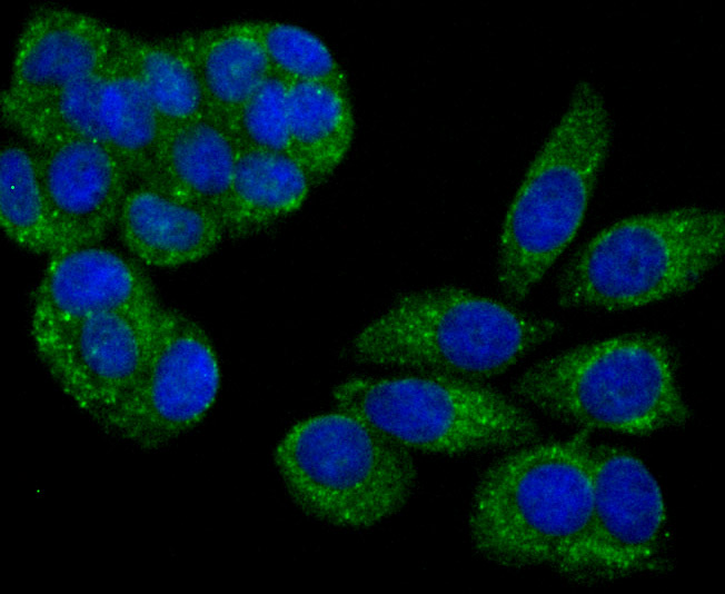 ICC staining of PSME1 in MCF-7 cells (green). Formalin fixed cells were permeabilized with 0.1% Triton X-100 in TBS for 10 minutes at room temperature and blocked with 10% negative goat serum for 15 minutes at room temperature. Cells were probed with the primary antibody (ET7106-98, 1/50) for 1 hour at room temperature, washed with PBS. Alexa Fluor®488 conjugate-Goat anti-Rabbit IgG was used as the secondary antibody at 1/1,000 dilution. The nuclear counter stain is DAPI (blue).