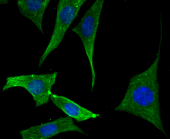ICC staining EB3 in SH-SY-5Y cells (green). The nuclear counter stain is DAPI (blue). Cells were fixed in paraformaldehyde, permeabilised with 0.25% Triton X100/PBS.