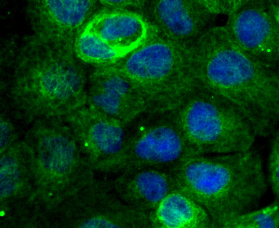 ICC staining EB3 in A431 cells (green). The nuclear counter stain is DAPI (blue). Cells were fixed in paraformaldehyde, permeabilised with 0.25% Triton X100/PBS.