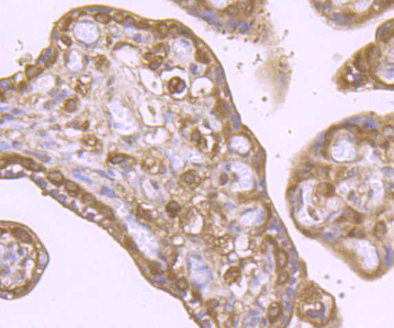 Immunohistochemical analysis of paraffin-embedded human placenta tissue using anti-VPS35 antibody. Counter stained with hematoxylin.