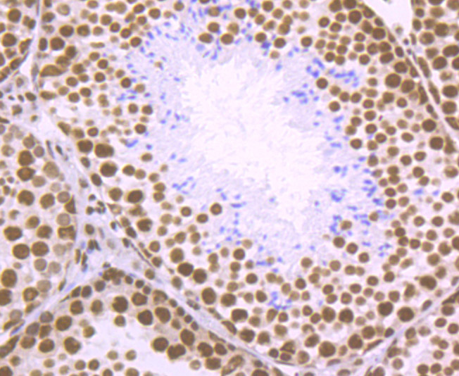 Immunohistochemical analysis of paraffin-embedded mouse testis tissue using anti-SFPQ antibody. Counter stained with hematoxylin.
