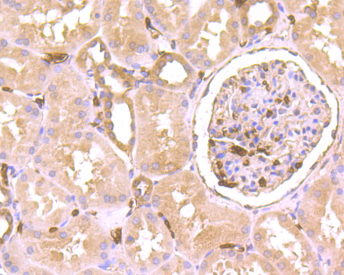 Immunohistochemical analysis of paraffin-embedded human kidney tissue using anti-Septin 2 antibody. The section was pre-treated using heat mediated antigen retrieval with Tris-EDTA buffer (pH 9.0) for 20 minutes.The tissues were blocked in 1% BSA for 30 minutes at room temperature, washed with ddH2O and PBS, and then probed with the primary antibody (ET7107-05, 1/50) for 30 minutes at room temperature. The detection was performed using an HRP conjugated compact polymer system. DAB was used as the chromogen. Tissues were counterstained with hematoxylin and mounted with DPX.