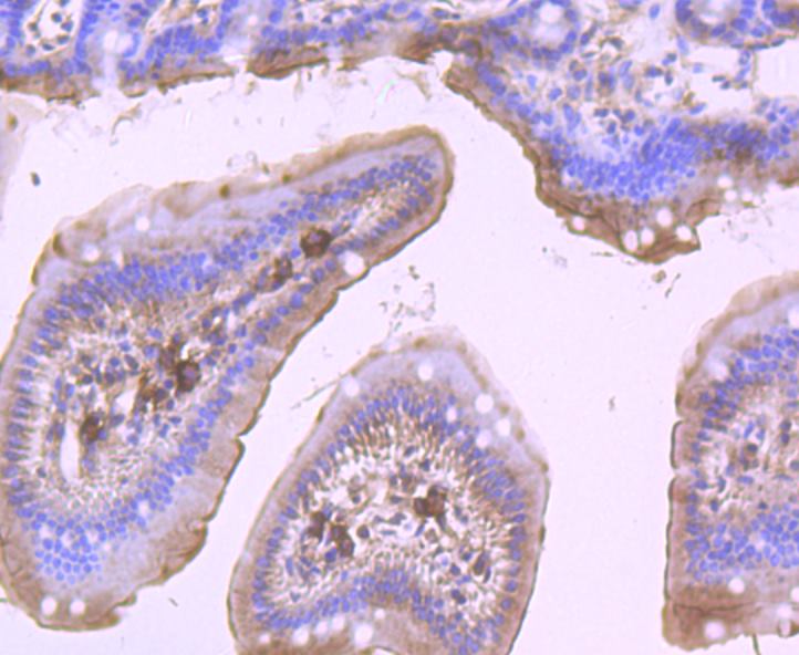 Immunohistochemical analysis of paraffin-embedded mouse small intestine tissue using anti-DDX6 antibody. Counter stained with hematoxylin.