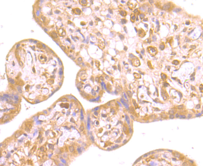 Immunohistochemical analysis of paraffin-embedded human placenta tissue using anti-RING2 antibody. Counter stained with hematoxylin.