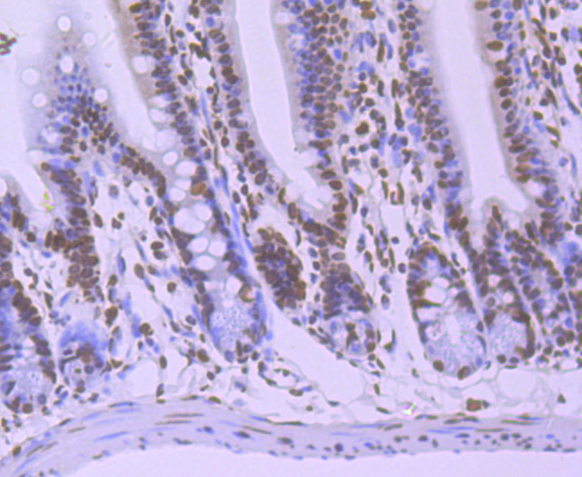 Immunohistochemical analysis of paraffin-embedded mouse colon tissue using anti-hnRNP U antibody. The section was pre-treated using heat mediated antigen retrieval with Tris-EDTA buffer (pH 9.0) for 20 minutes.The tissues were blocked in 1% BSA for 30 minutes at room temperature, washed with ddH2O and PBS, and then probed with the primary antibody (ET7107-10, 1/50) for 30 minutes at room temperature. The detection was performed using an HRP conjugated compact polymer system. DAB was used as the chromogen. Tissues were counterstained with hematoxylin and mounted with DPX.