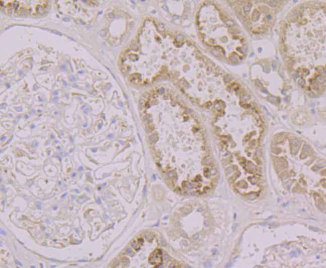 Immunohistochemical analysis of paraffin-embedded human kidney tissue using anti-LRG1 antibody. The section was pre-treated using heat mediated antigen retrieval with Tris-EDTA buffer (pH 9.0) for 20 minutes.The tissues were blocked in 1% BSA for 30 minutes at room temperature, washed with ddH2O and PBS, and then probed with the primary antibody (ET7107-11, 1/50) for 30 minutes at room temperature. The detection was performed using an HRP conjugated compact polymer system. DAB was used as the chromogen. Tissues were counterstained with hematoxylin and mounted with DPX.