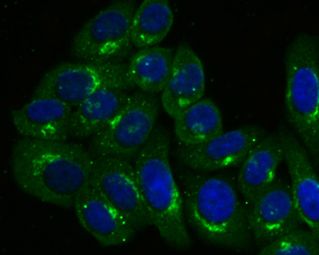 ICC staining of GRASP65 in HepG2 cells (green). Formalin fixed cells were permeabilized with 0.1% Triton X-100 in TBS for 10 minutes at room temperature and blocked with 10% negative goat serum for 15 minutes at room temperature. Cells were probed with the primary antibody (ET7107-13, 1/50) for 1 hour at room temperature, washed with PBS. Alexa Fluor®488 conjugate-Goat anti-Rabbit IgG was used as the secondary antibody at 1/1,000 dilution. The nuclear counter stain is DAPI (blue).