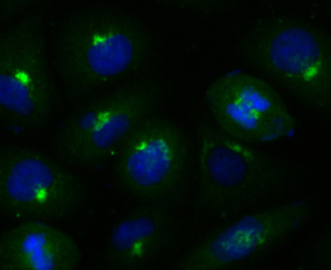 ICC staining of GRASP65 in HUVEC cells (green). Formalin fixed cells were permeabilized with 0.1% Triton X-100 in TBS for 10 minutes at room temperature and blocked with 10% negative goat serum for 15 minutes at room temperature. Cells were probed with the primary antibody (ET7107-13, 1/50) for 1 hour at room temperature, washed with PBS. Alexa Fluor®488 conjugate-Goat anti-Rabbit IgG was used as the secondary antibody at 1/1,000 dilution. The nuclear counter stain is DAPI (blue).