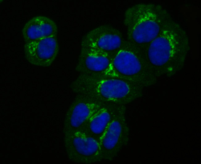 ICC staining of GRASP65 in MCF-7 cells (green). Formalin fixed cells were permeabilized with 0.1% Triton X-100 in TBS for 10 minutes at room temperature and blocked with 10% negative goat serum for 15 minutes at room temperature. Cells were probed with the primary antibody (ET7107-13, 1/50) for 1 hour at room temperature, washed with PBS. Alexa Fluor®488 conjugate-Goat anti-Rabbit IgG was used as the secondary antibody at 1/1,000 dilution. The nuclear counter stain is DAPI (blue).