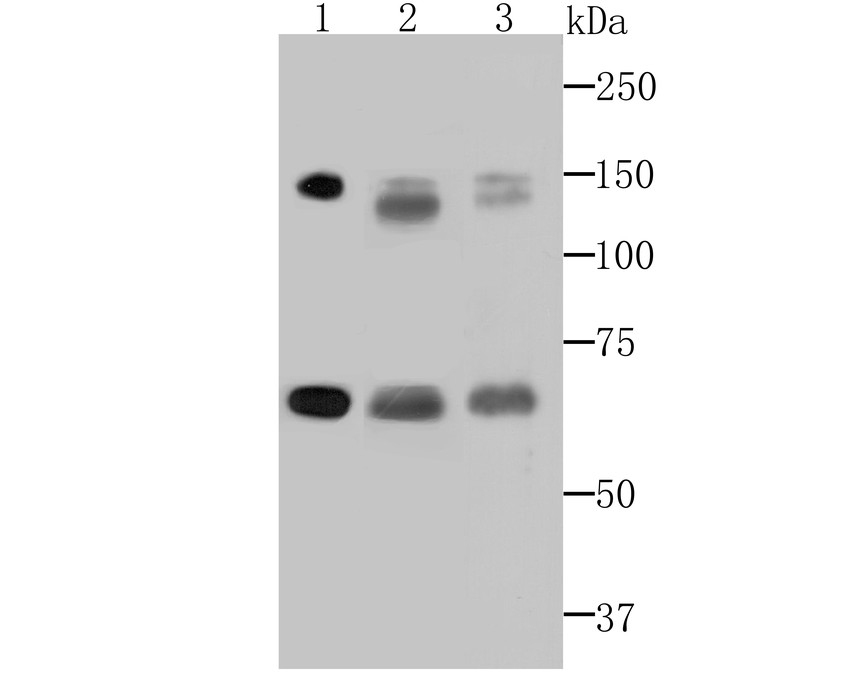 Western blot analysis of DNA Ligase I on different cell lysates using anti-DNA Ligase I antibody at 1/500 dilution.<br />
 Positive control:<br />
 Lane 1: Daudi cell lysate<br />
 Lane 2: A431 cell lysate<br />
 Lane 3: MCF-7 cell lysate