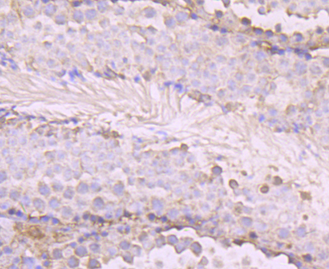 Immunohistochemical analysis of paraffin-embedded mouse testis tissue using anti-OGT antibody. Counter stained with hematoxylin.