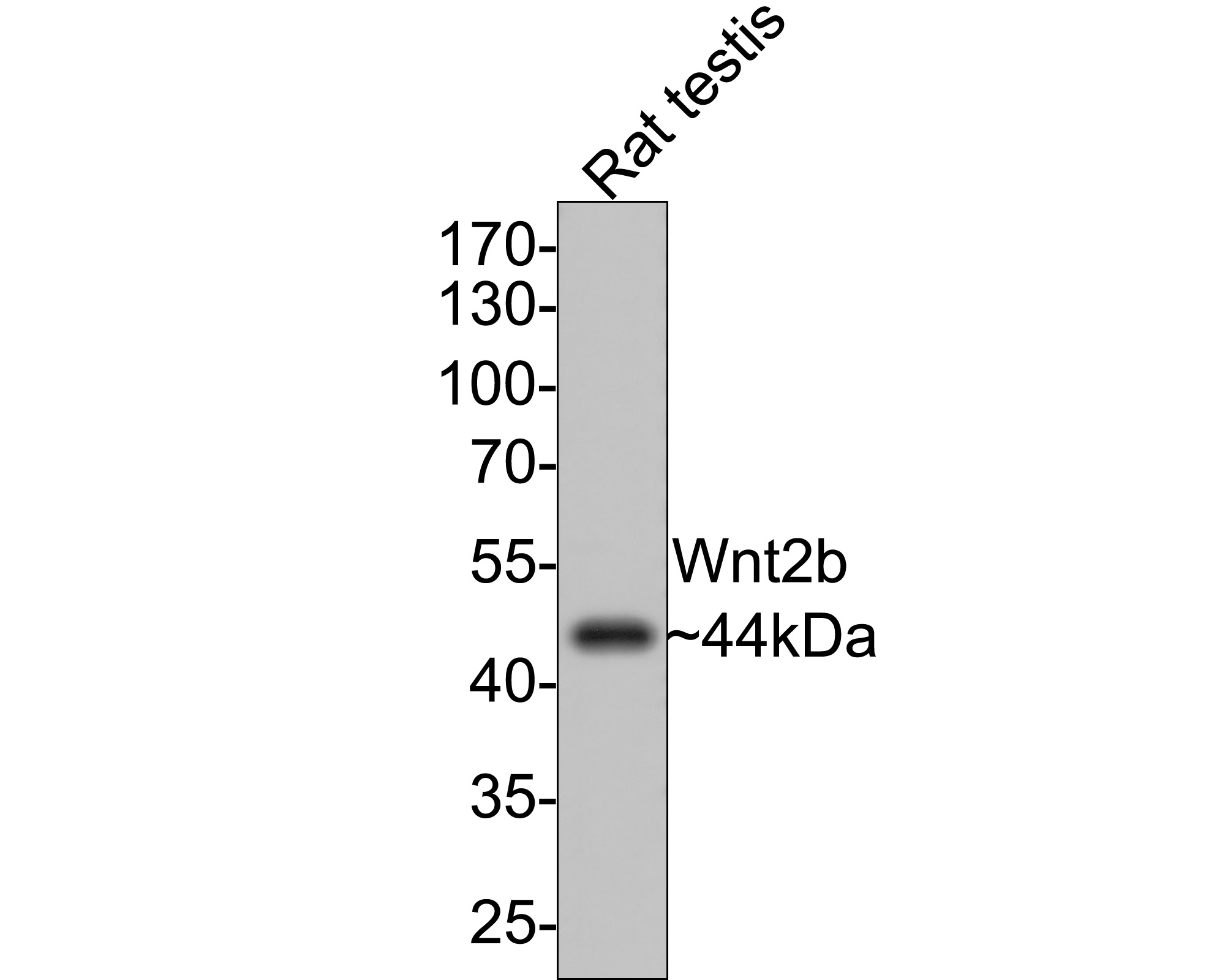 Western blot analysis of Wnt2b on rat testis tissue lysates with Rabbit anti-Wnt2b antibody (ET7107-20) at 1/500 dilution.<br />
<br />
Lysates/proteins at 20 µg/Lane.<br />
<br />
Predicted band size: 44 kDa<br />
Observed band size: 44 kDa<br />
<br />
Exposure time: 2 minutes;<br />
<br />
10% SDS-PAGE gel.<br />
<br />
Proteins were transferred to a PVDF membrane and blocked with 5% NFDM/TBST for 1 hour at room temperature. The primary antibody (ET7107-20) at 1/500 dilution was used in 5% NFDM/TBST at room temperature for 2 hours. Goat Anti-Rabbit IgG - HRP Secondary Antibody (HA1001) at 1:300,000 dilution was used for 1 hour at room temperature.