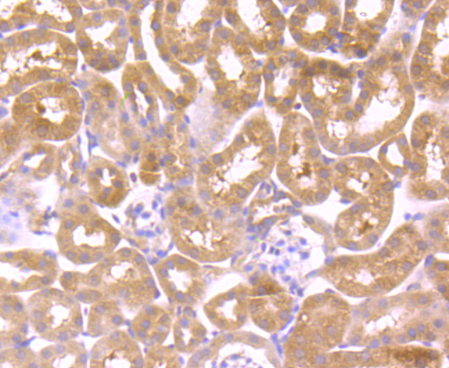 Immunohistochemical analysis of paraffin-embedded mouse kidney tissue using anti-Wnt2b antibody. Counter stained with hematoxylin.