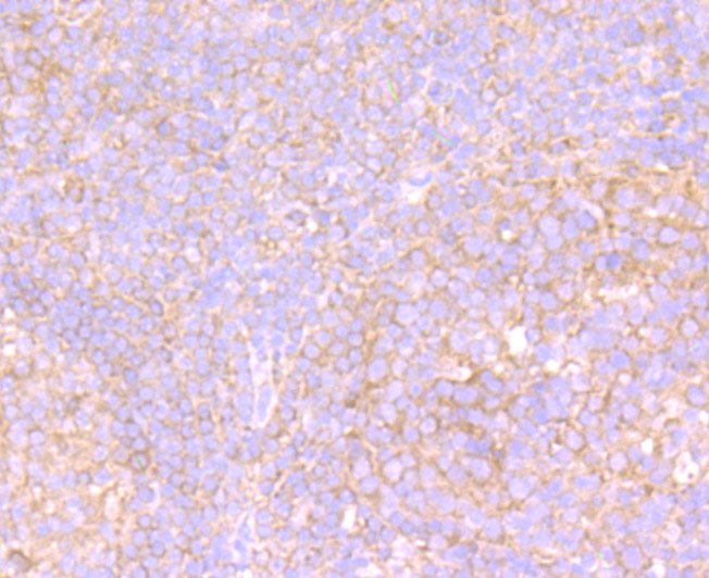 Immunohistochemical analysis of paraffin-embedded human tonsil tissue using anti-VPS26 antibody. Counter stained with hematoxylin.