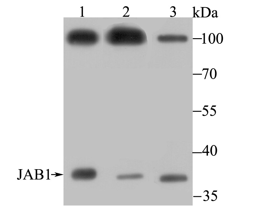 Western blot analysis of JAB1 on different lysate using anti-JAB1 antibody at 1/500 dilution.<br />
 Positive control:<br />
 Lane 1: Mouse testis tissue lysate<br />
 Lane 2: PC-3M cell lysate<br />
 Lane 3: A549 cell lysate